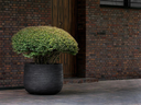 GRAZ Pot