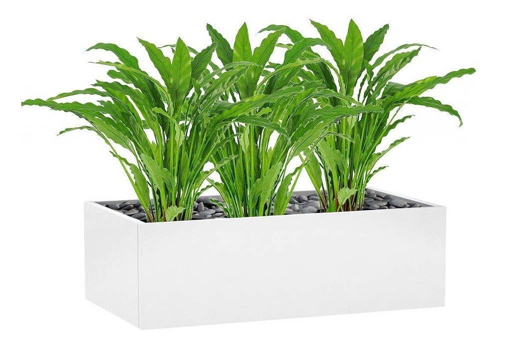 [TC141|615(TC141,TC141|0,0)] Flora Calathea Potted Bush with 55 Leaves 820mm H - Set of 3