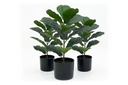Artificial Fiddle Leaves in Black Pot - Pack of 3