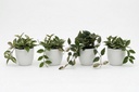 Artificial Hoya Plants - Pack of 4